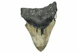 Serrated, Fossil Megalodon Tooth - North Carolina #343393-2